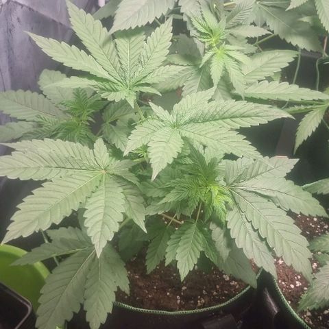 Watermelon OG growlog timeline photo