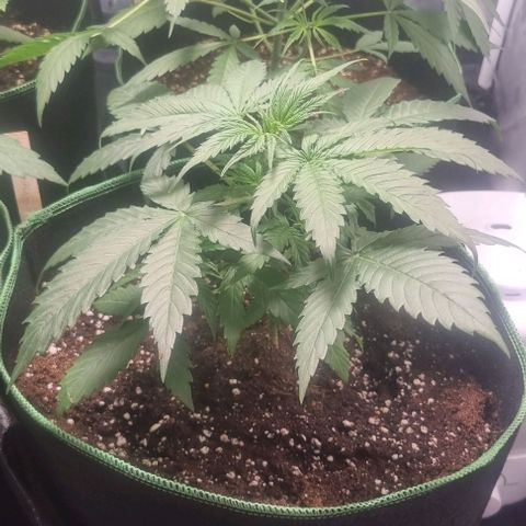 Shogun Kush growlog timeline photo