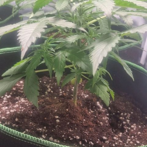 Shogun Kush growlog timeline photo