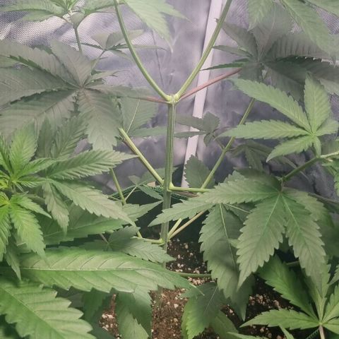 Special Queen #1 growlog timeline photo