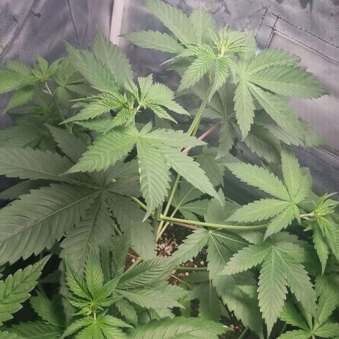 Special Queen #1 growlog timeline photo