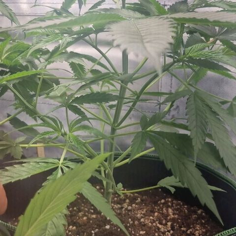 Amnesia Haze growlog timeline photo