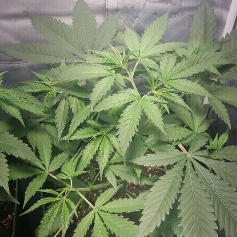 Amnesia Haze growlog timeline photo