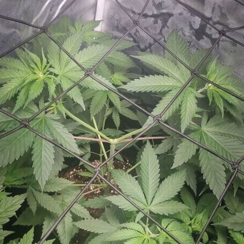 Special Queen #1 growlog timeline photo