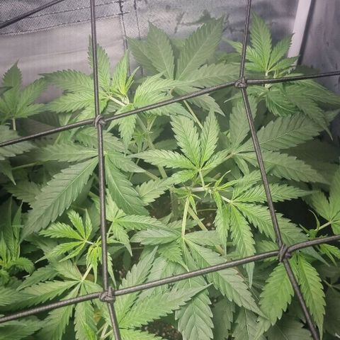Amnesia Haze growlog timeline photo