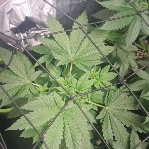Watermelon OG growlog timeline photo
