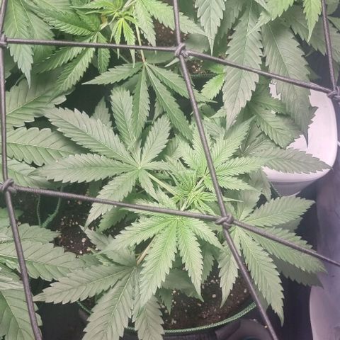 Shogun Kush growlog timeline photo