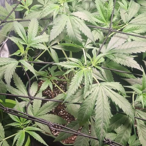 Amnesia Haze growlog photo: Lollipopping