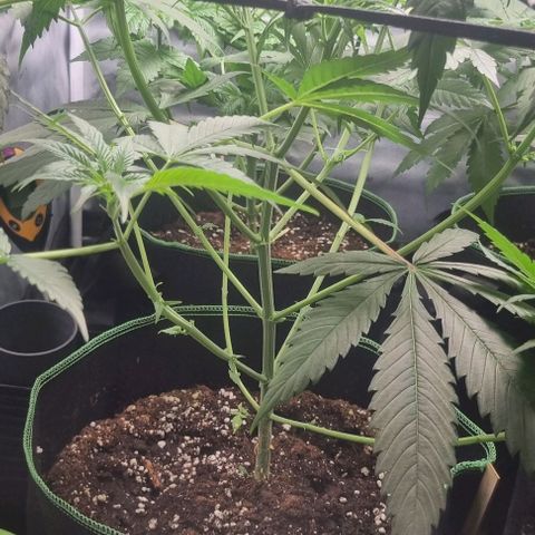 Amnesia Haze growlog photo: Lollipopping