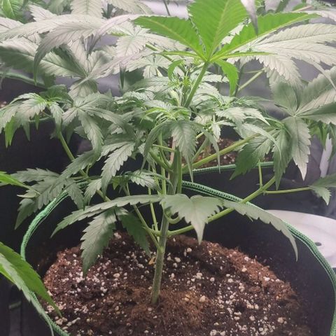 Watermelon OG growlog timeline photo