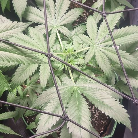 Watermelon OG growlog timeline photo