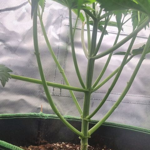 Watermelon OG growlog photo: Lollipopping 