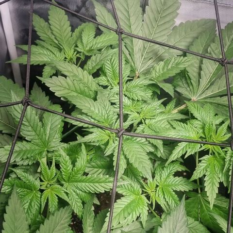 Watermelon OG growlog photo: Lollipopping 