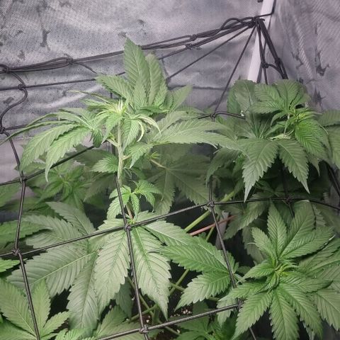 Special Queen #1 growlog photo: Lollipopping 