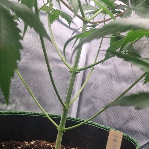 Special Queen #1 growlog photo: Lollipopping 