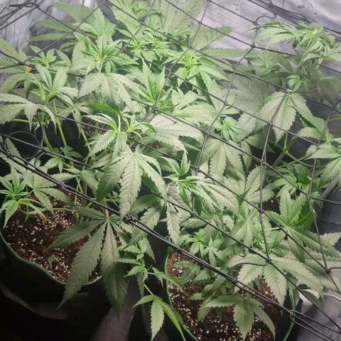 Shogun Kush growlog photo: 1 Woche vor Blüte 
