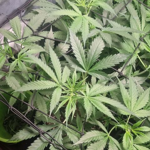 Amnesia Haze growlog timeline photo