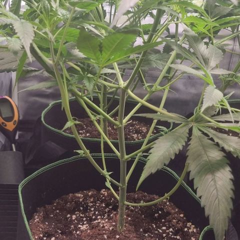 Amnesia Haze growlog timeline photo