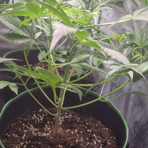 Shogun Kush growlog timeline photo