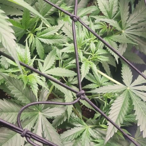 Shogun Kush growlog timeline photo