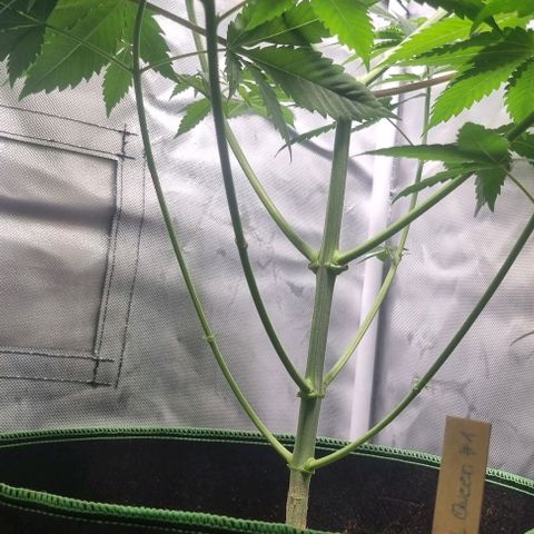 Special Queen #1 growlog timeline photo