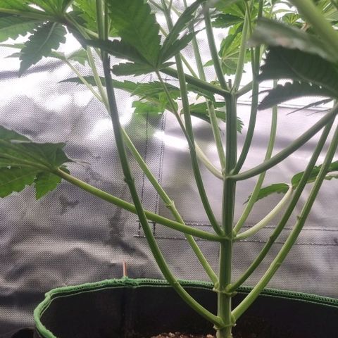 Watermelon OG growlog timeline photo