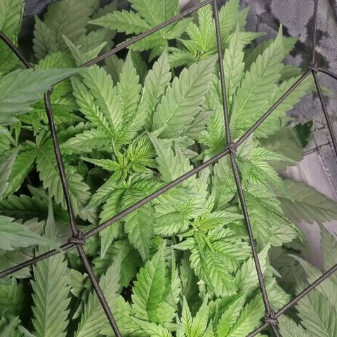 Watermelon OG growlog timeline photo