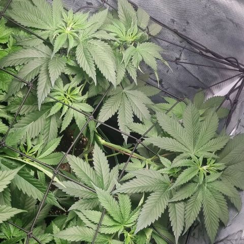 Special Queen #1 growlog timeline photo