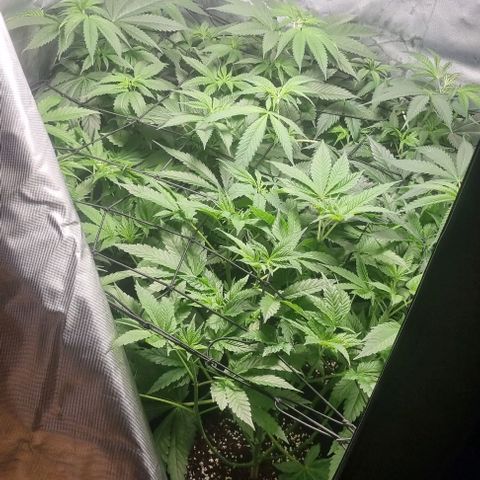 Shogun Kush growlog photo: Last Day before Blooming starts