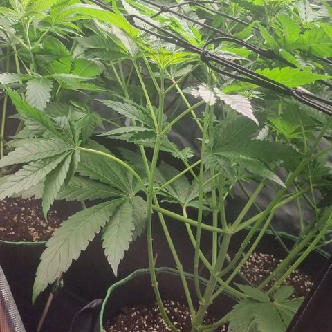 Shogun Kush growlog photo: Last Day before Blooming starts