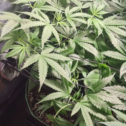 Shogun Kush growlog timeline photo