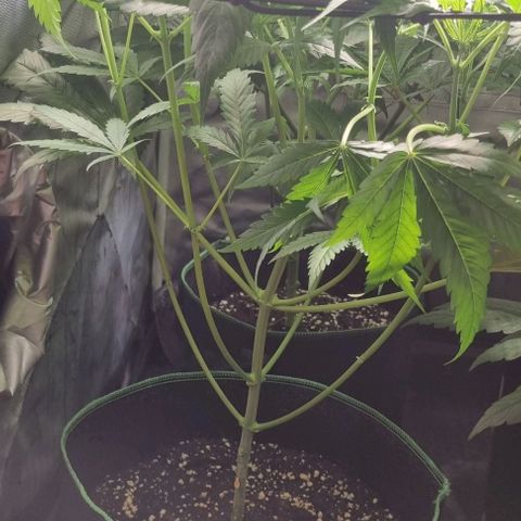 Shogun Kush growlog timeline photo