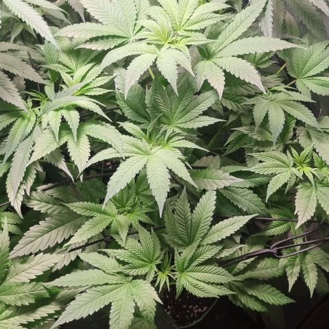 Watermelon OG growlog timeline photo
