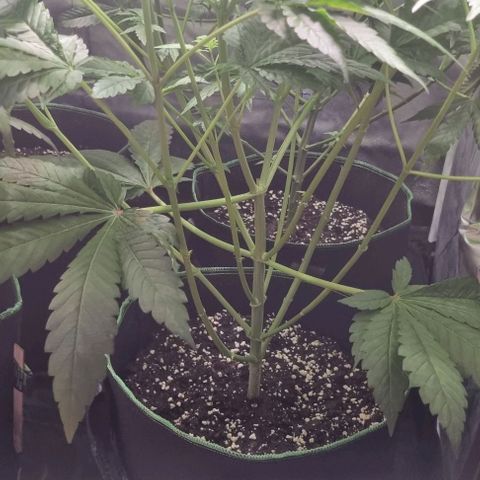 Watermelon OG growlog timeline photo