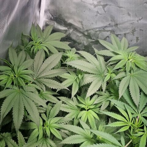 Special Queen #1 growlog timeline photo