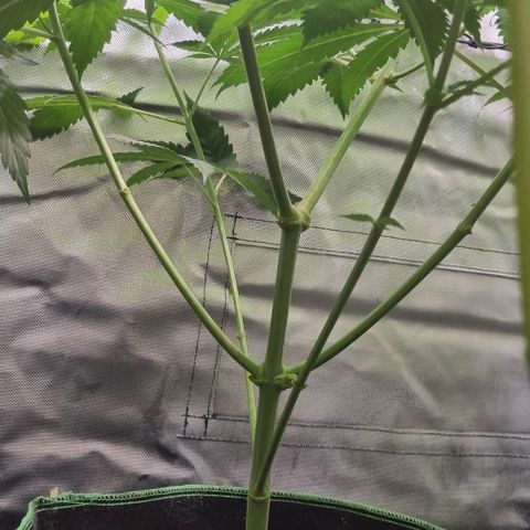 Special Queen #1 growlog timeline photo