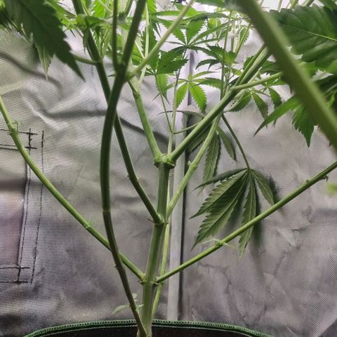 Amnesia Haze growlog timeline photo