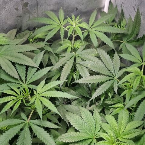 Amnesia Haze growlog timeline photo