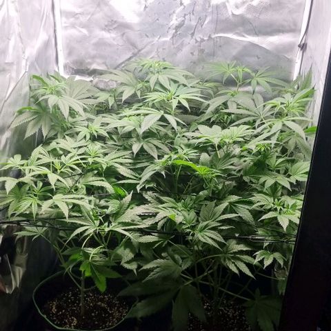 Shogun Kush growlog timeline photo