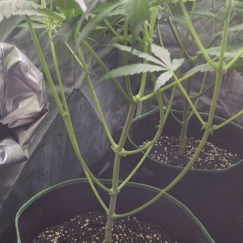 Shogun Kush growlog timeline photo