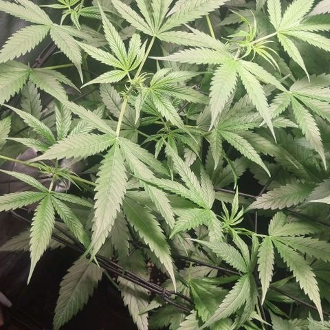 Shogun Kush growlog timeline photo