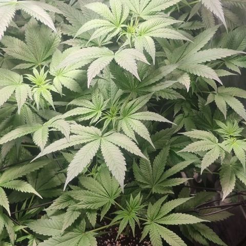 Watermelon OG growlog timeline photo