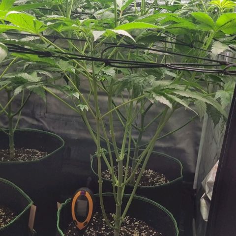 Watermelon OG growlog timeline photo