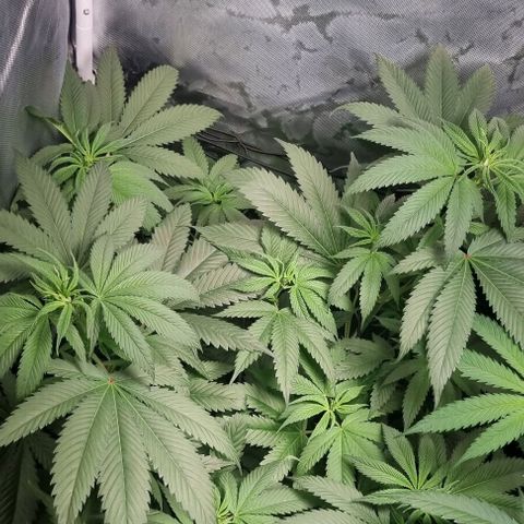 Special Queen #1 growlog timeline photo