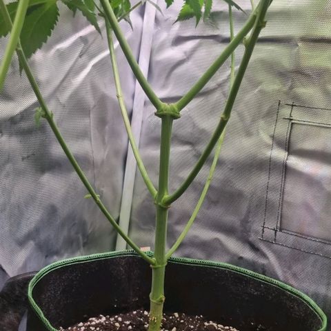 Special Queen #1 growlog timeline photo