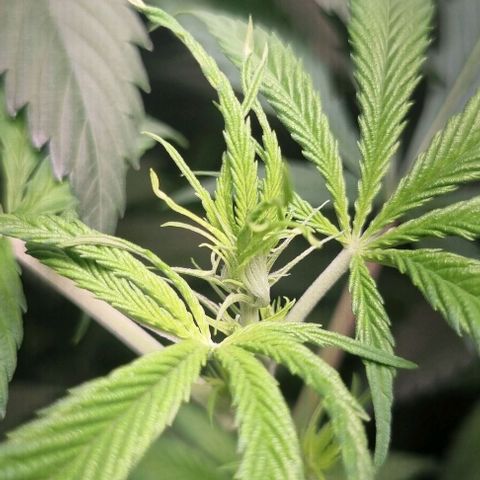 Amnesia Haze growlog timeline photo