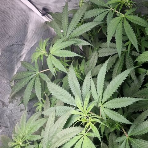 Amnesia Haze growlog timeline photo