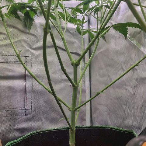 Amnesia Haze growlog timeline photo