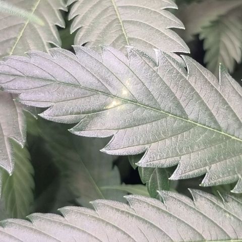 Amnesia Haze growlog timeline photo