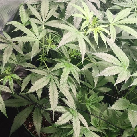 Shogun Kush growlog timeline photo